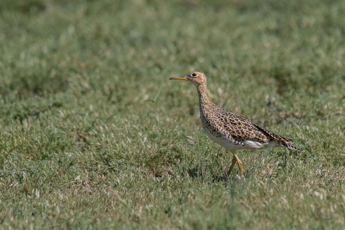 Upland Sandpiper - Emir Yanacon