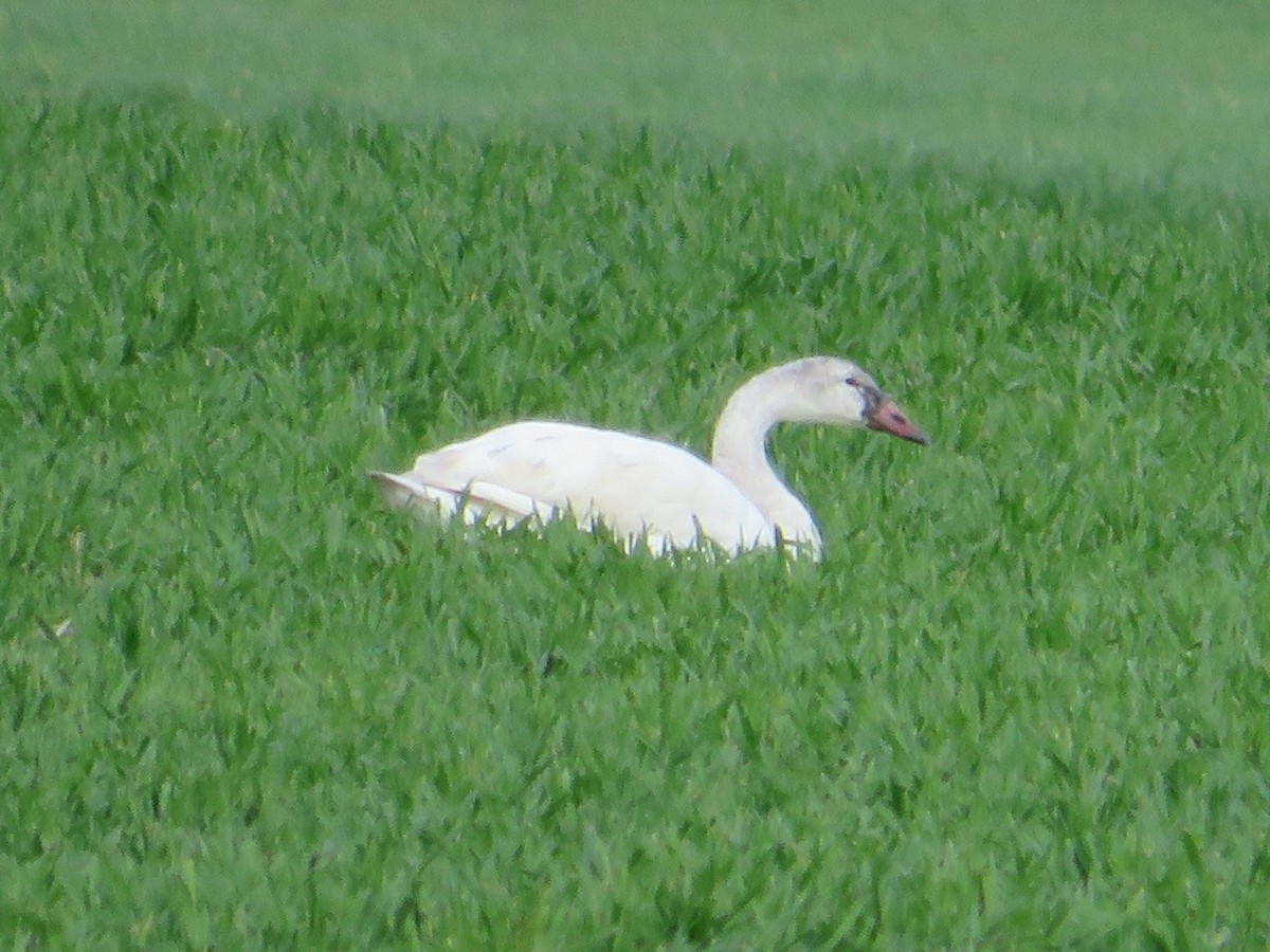 Cygne siffleur - ML432986211