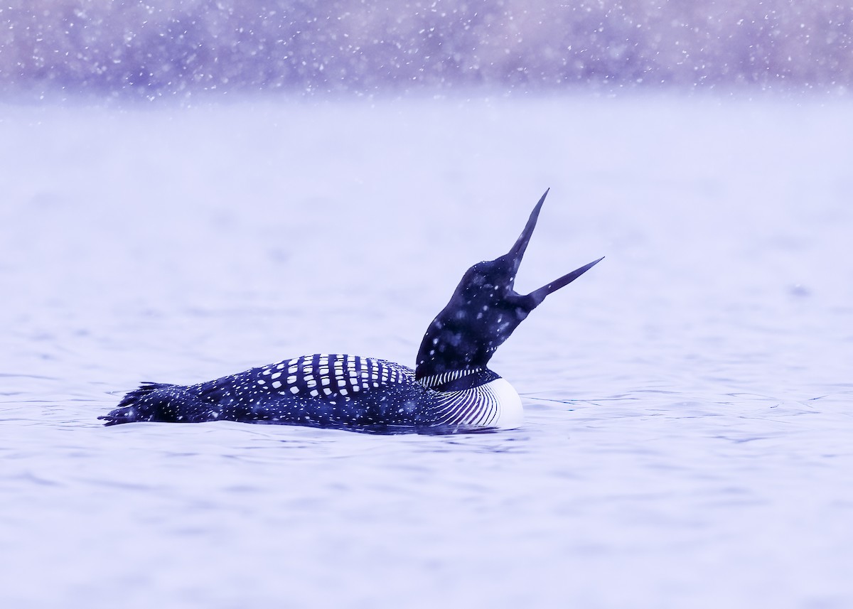 Common Loon - Nina Hale