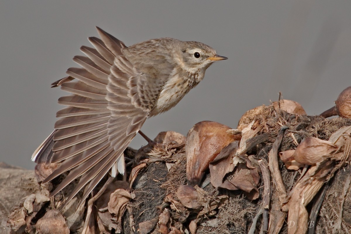 American Pipit - DigiBirdTrek CA