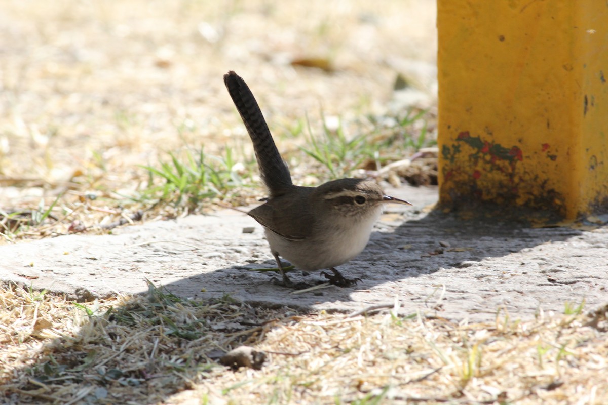 Bewick's Wren - ML432990841