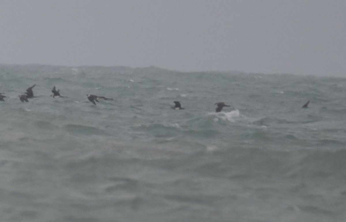 ML432990891 - Parasitic/Pomarine Jaeger - Macaulay Library