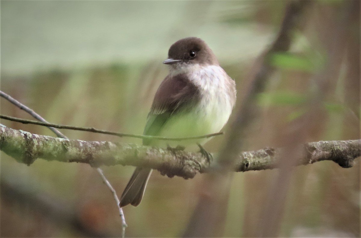 Eastern Phoebe - ML432992321
