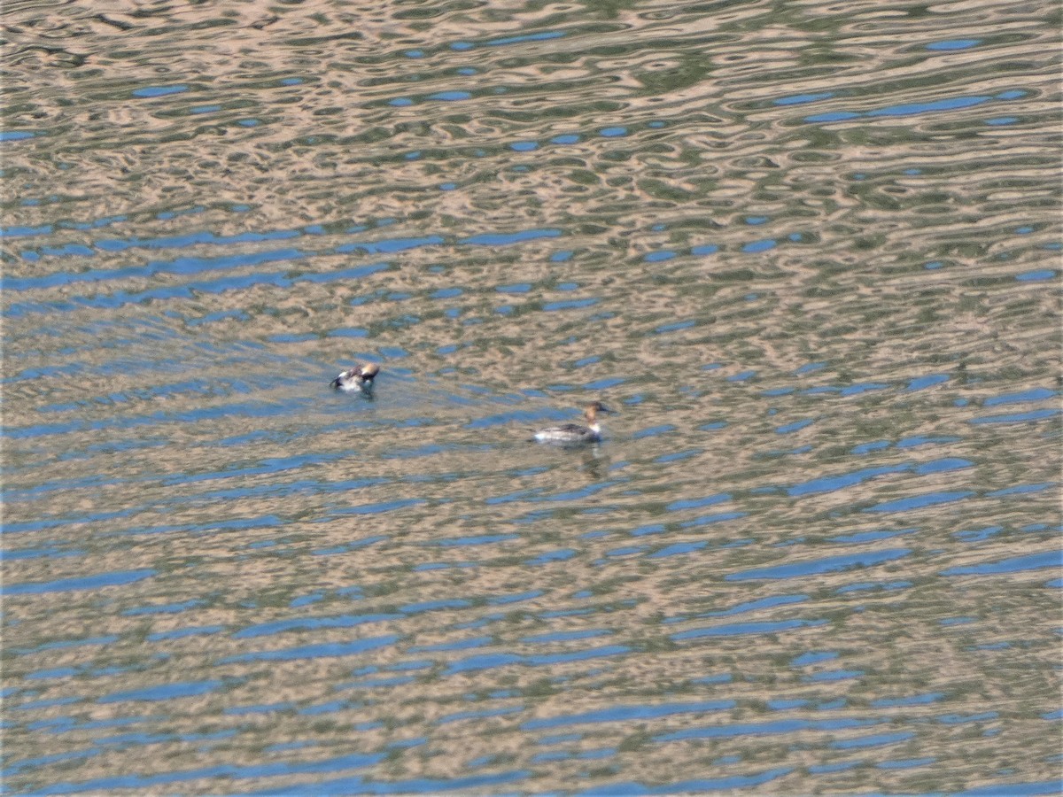 Red-breasted Merganser - ML432992481