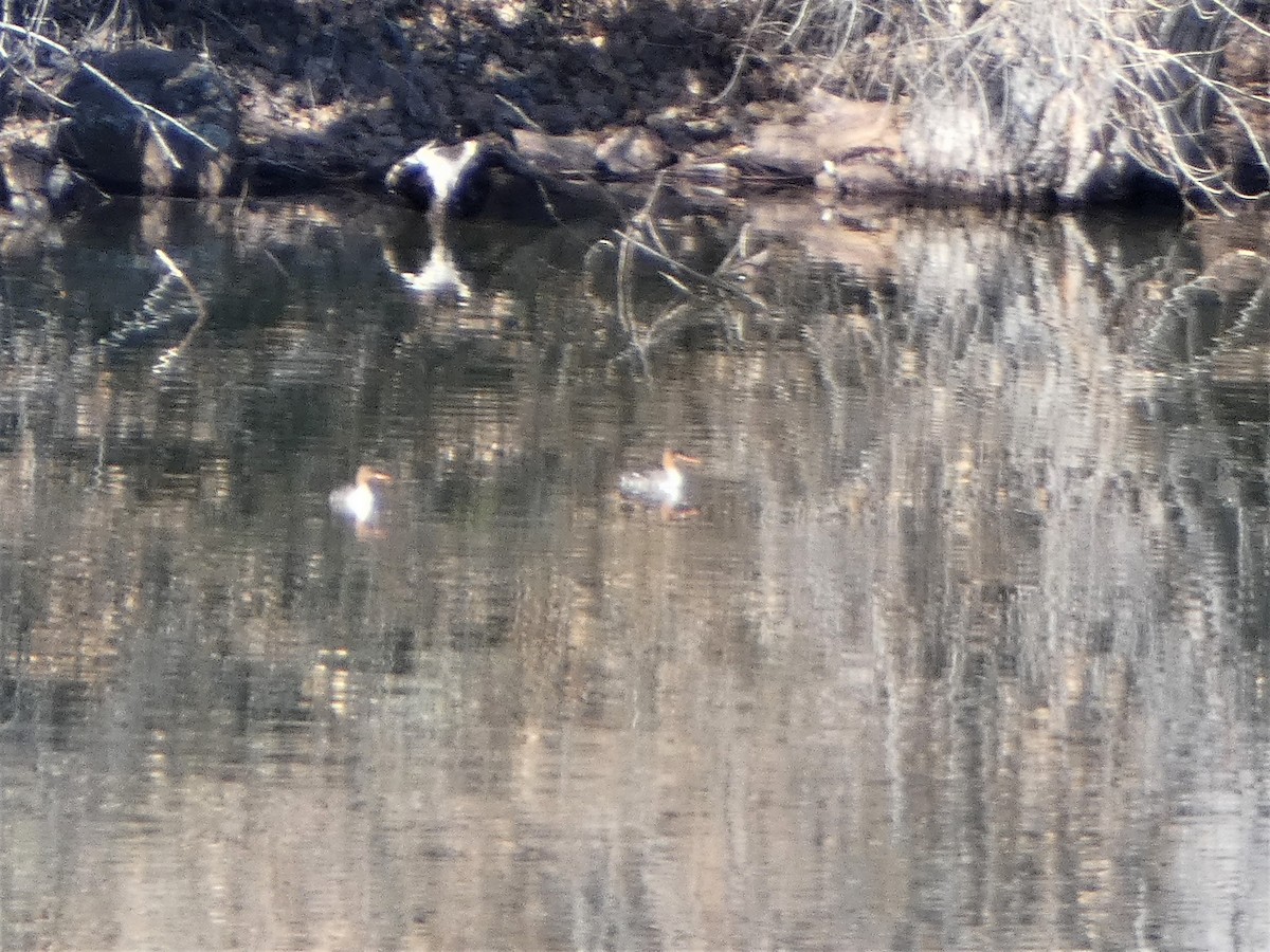 Red-breasted Merganser - Chris Chappell