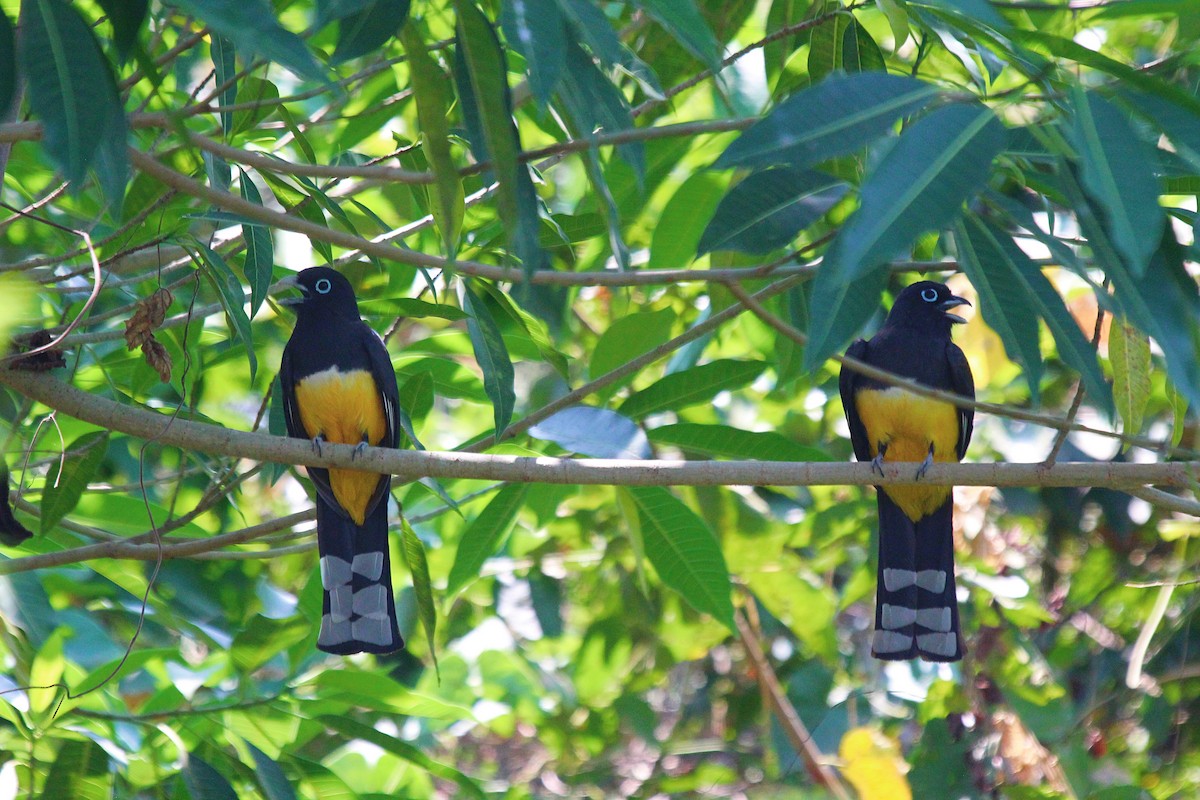 Kara Başlı Trogon - ML432992661