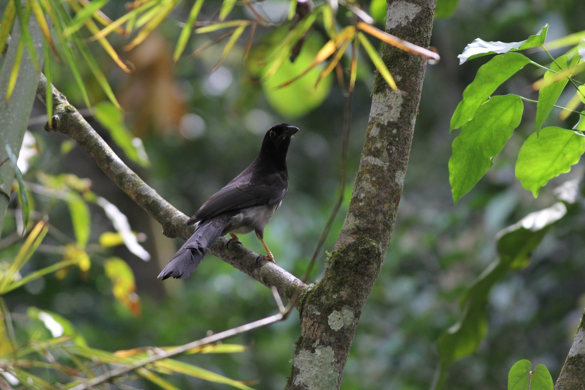 Brown Jay - ML432992981