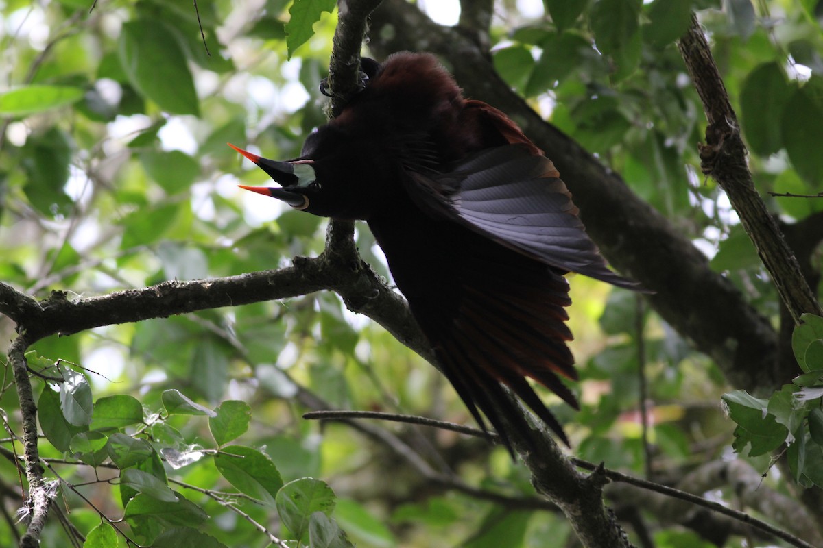 Montezuma Oropendola - ML432993431