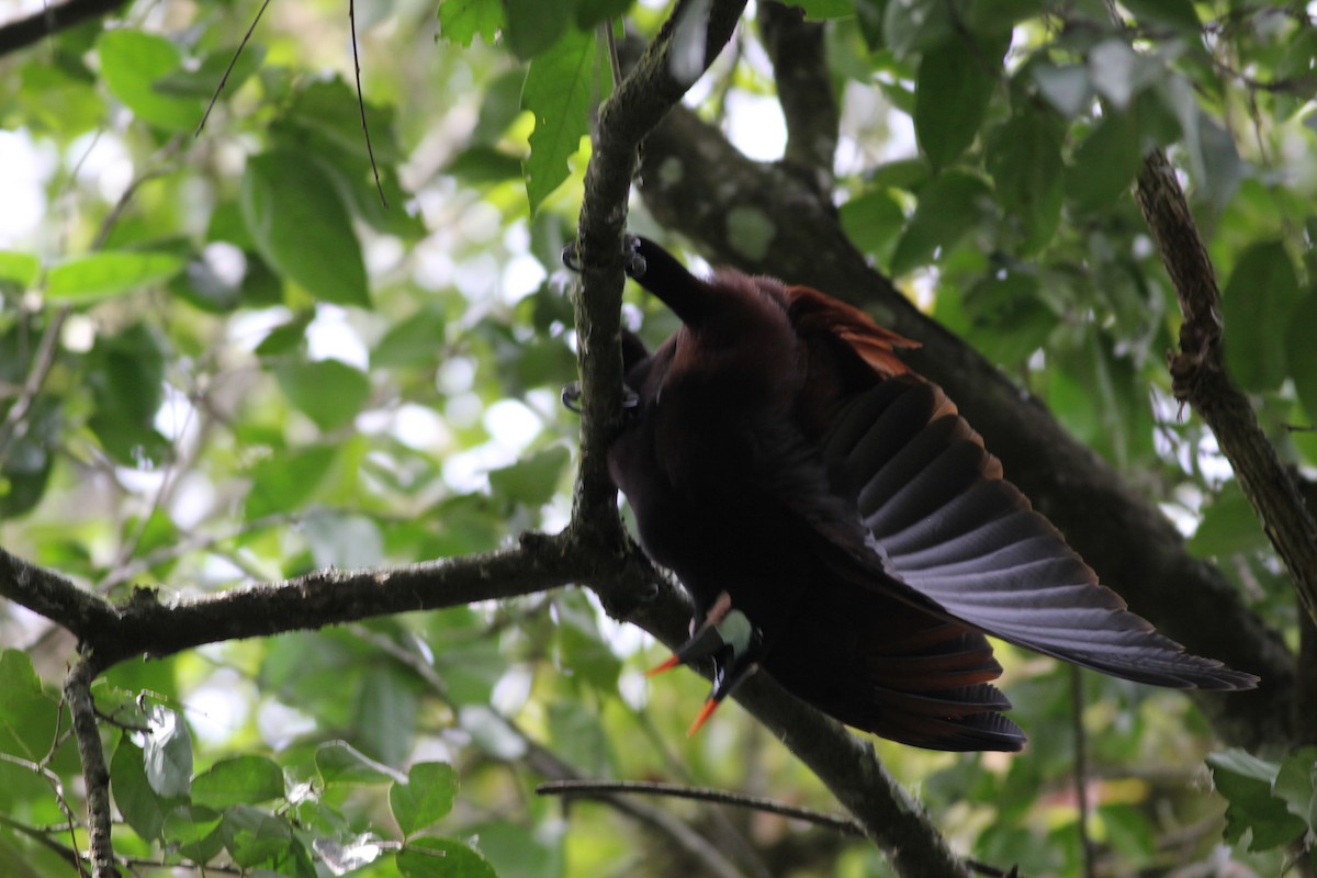Montezuma Oropendola - ML432993551
