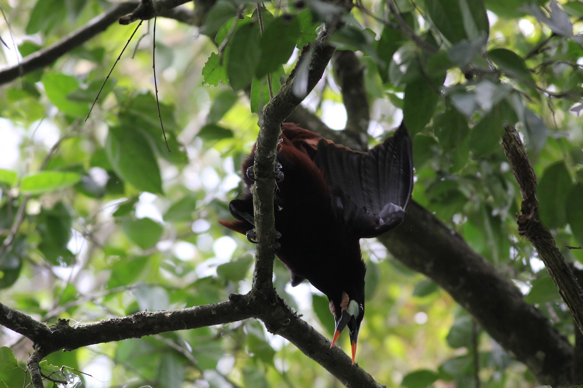 Montezuma Oropendola - ML432993581