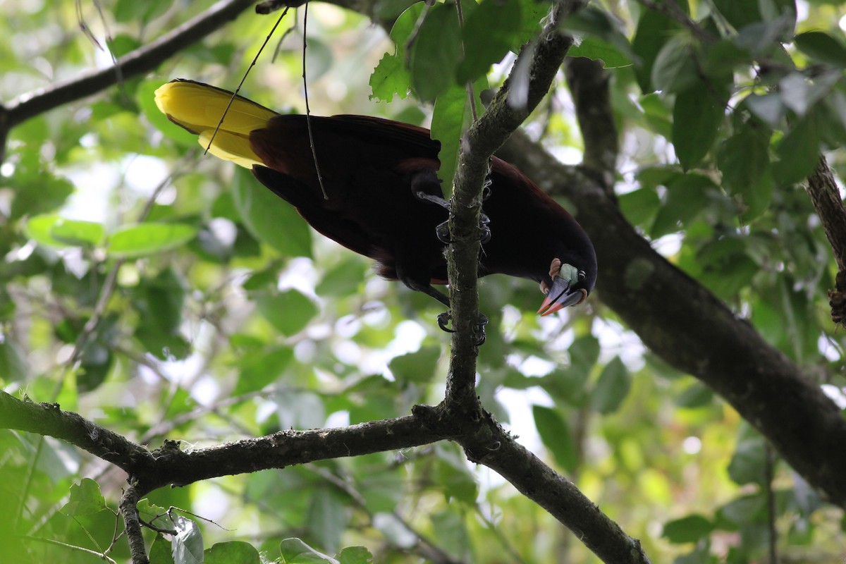 Montezuma Oropendola - ML432993611