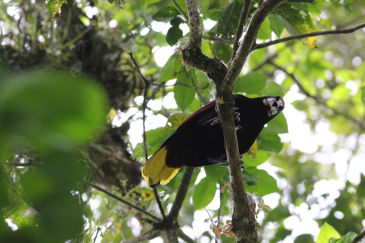 Montezuma Oropendola - ML432993621