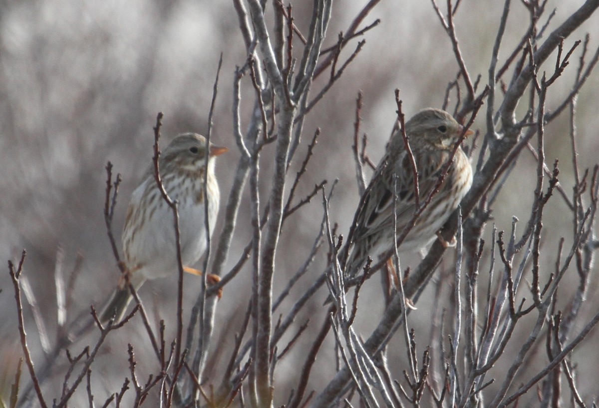 Savannah Sparrow (Ipswich) - ML43299371