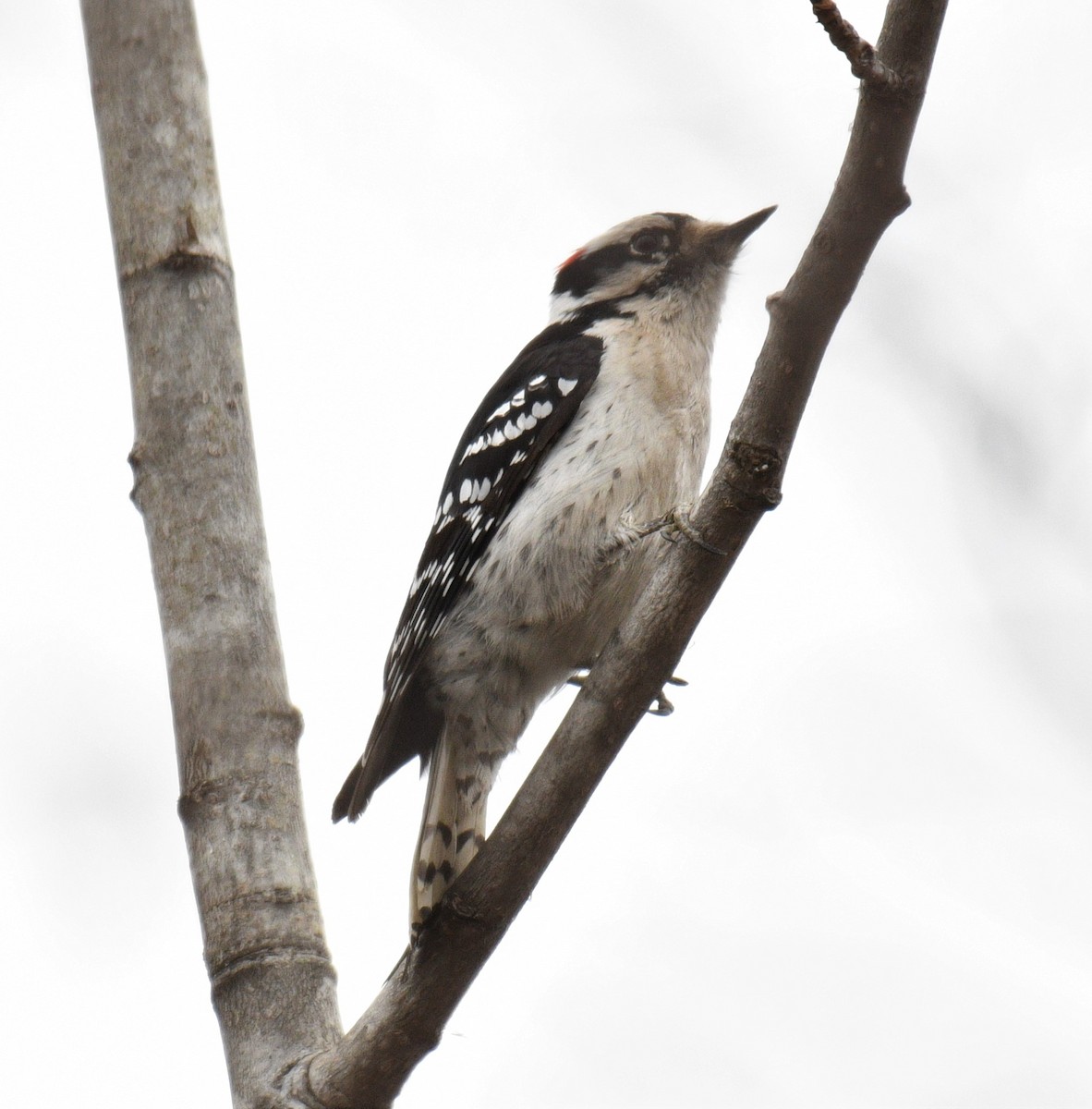 Downy Woodpecker - ML432993711