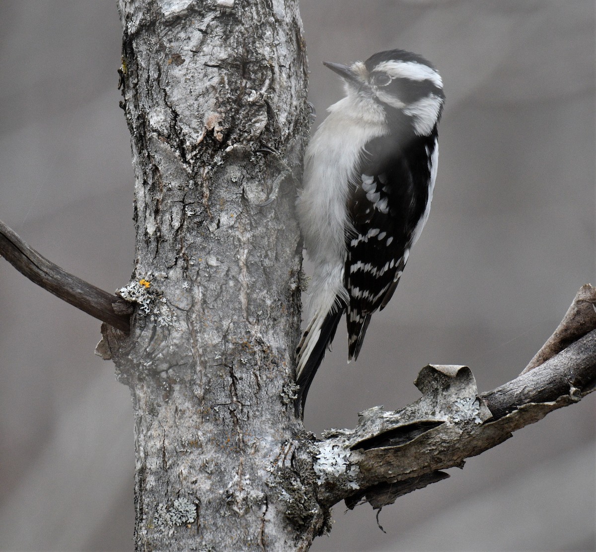 Downy Woodpecker - ML432993741
