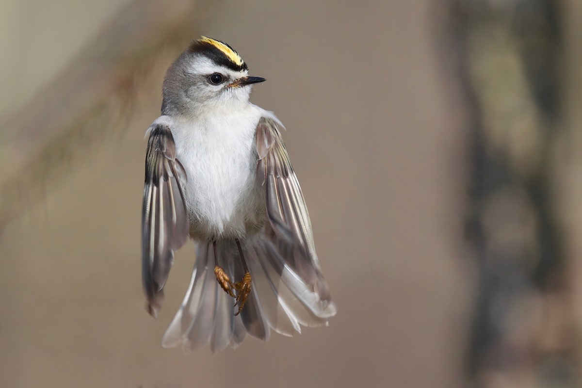 Golden-crowned Kinglet - Ezra J. Campanelli