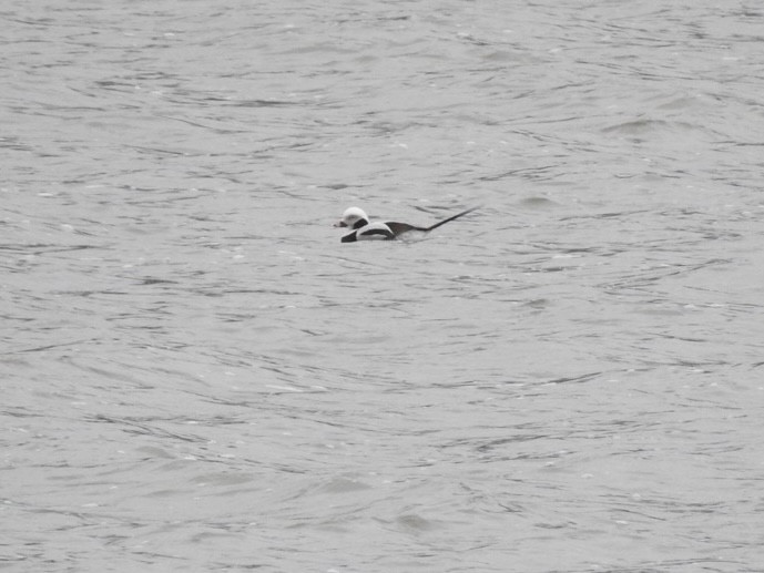 Long-tailed Duck - ML432993841