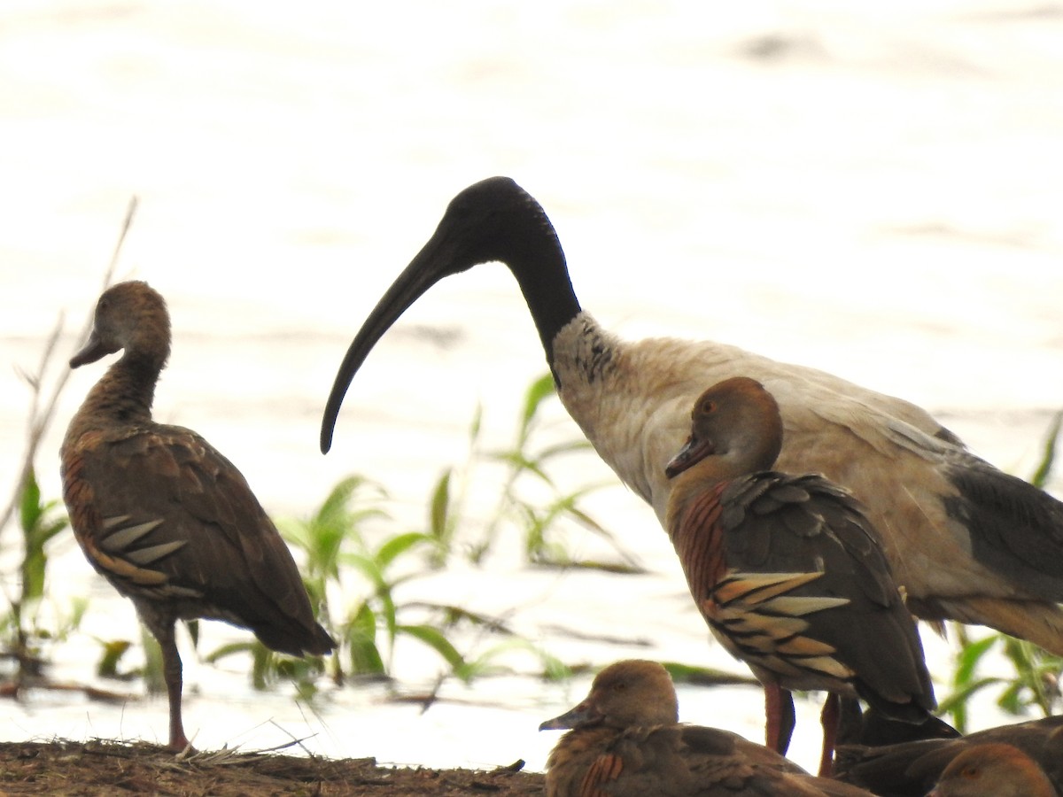 ibis australský - ML432994301