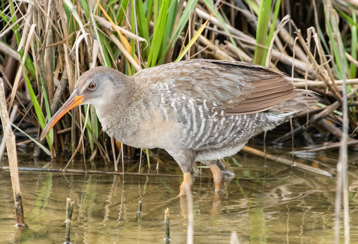 Clapper Rail - Christopher Gilbert