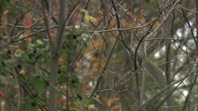 eastern gray squirrel - ML432997