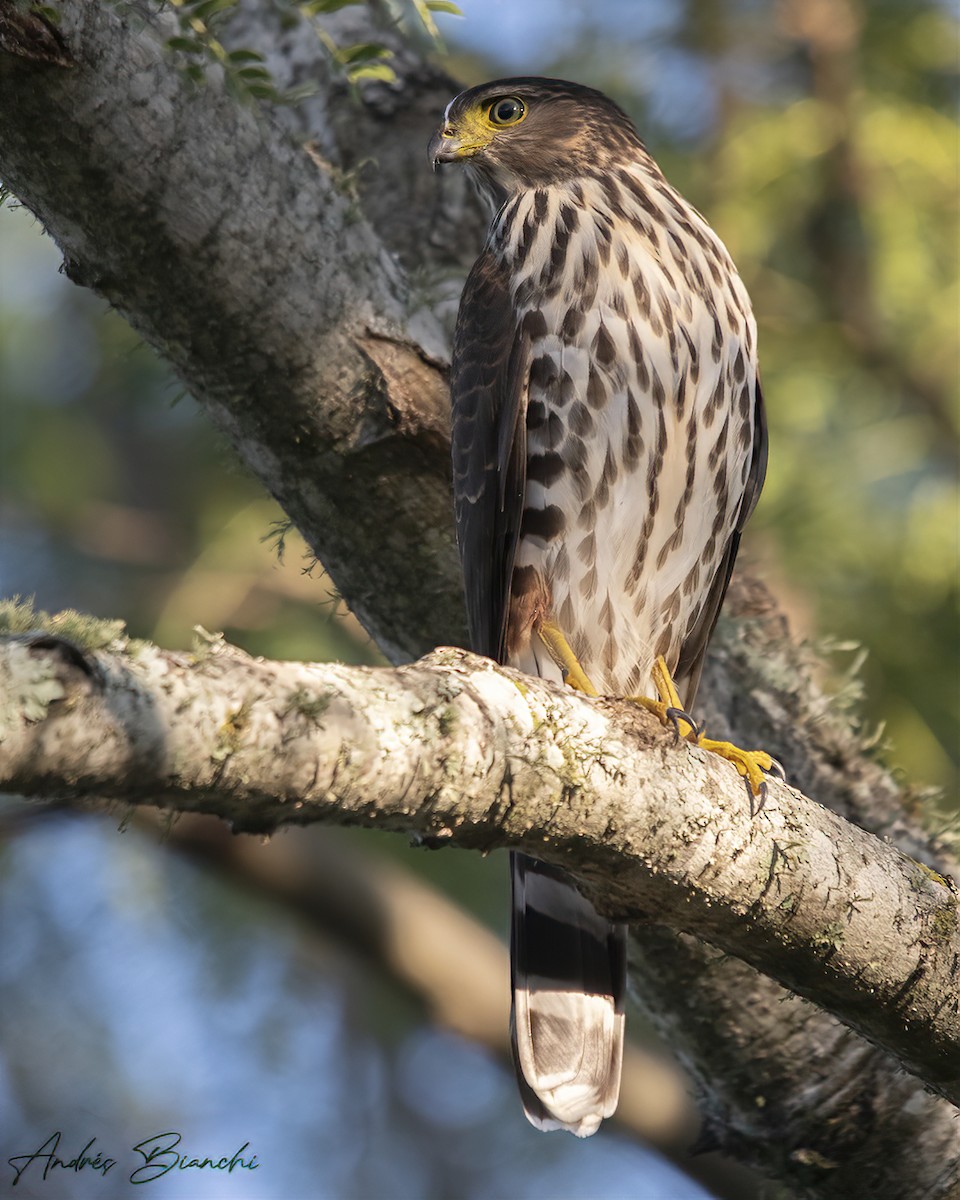 Bicolored Hawk - ML432998901