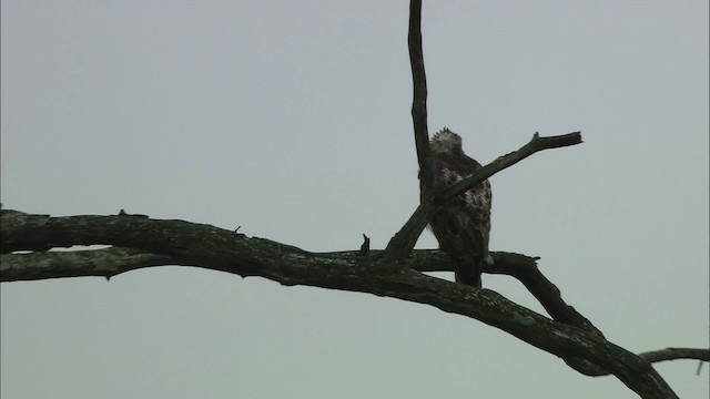 Red-tailed Hawk - ML433001