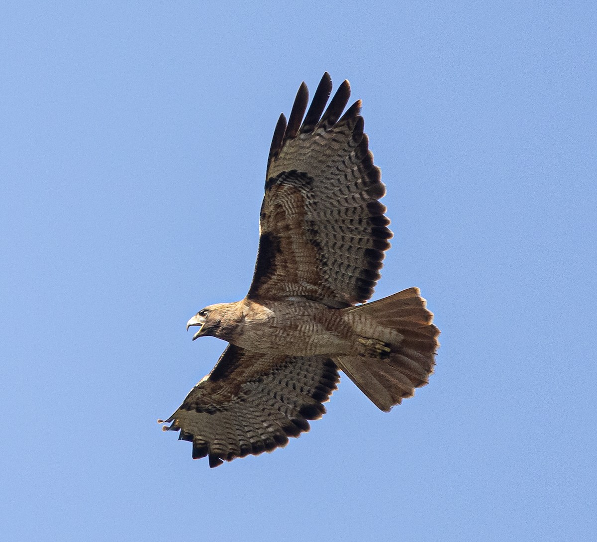 Red-tailed Hawk - ML433001541