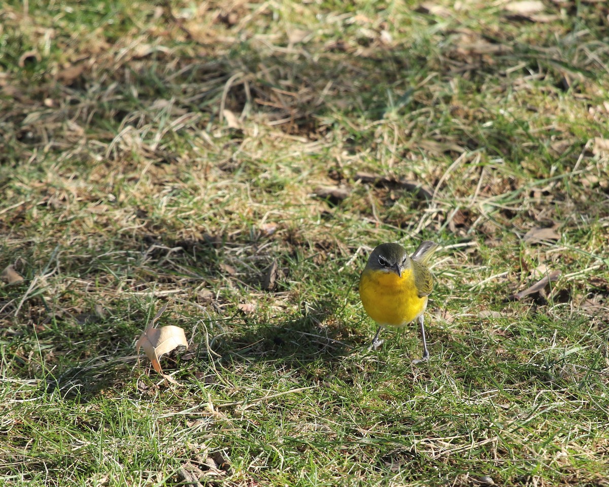 Yellow-breasted Chat - ML433001861