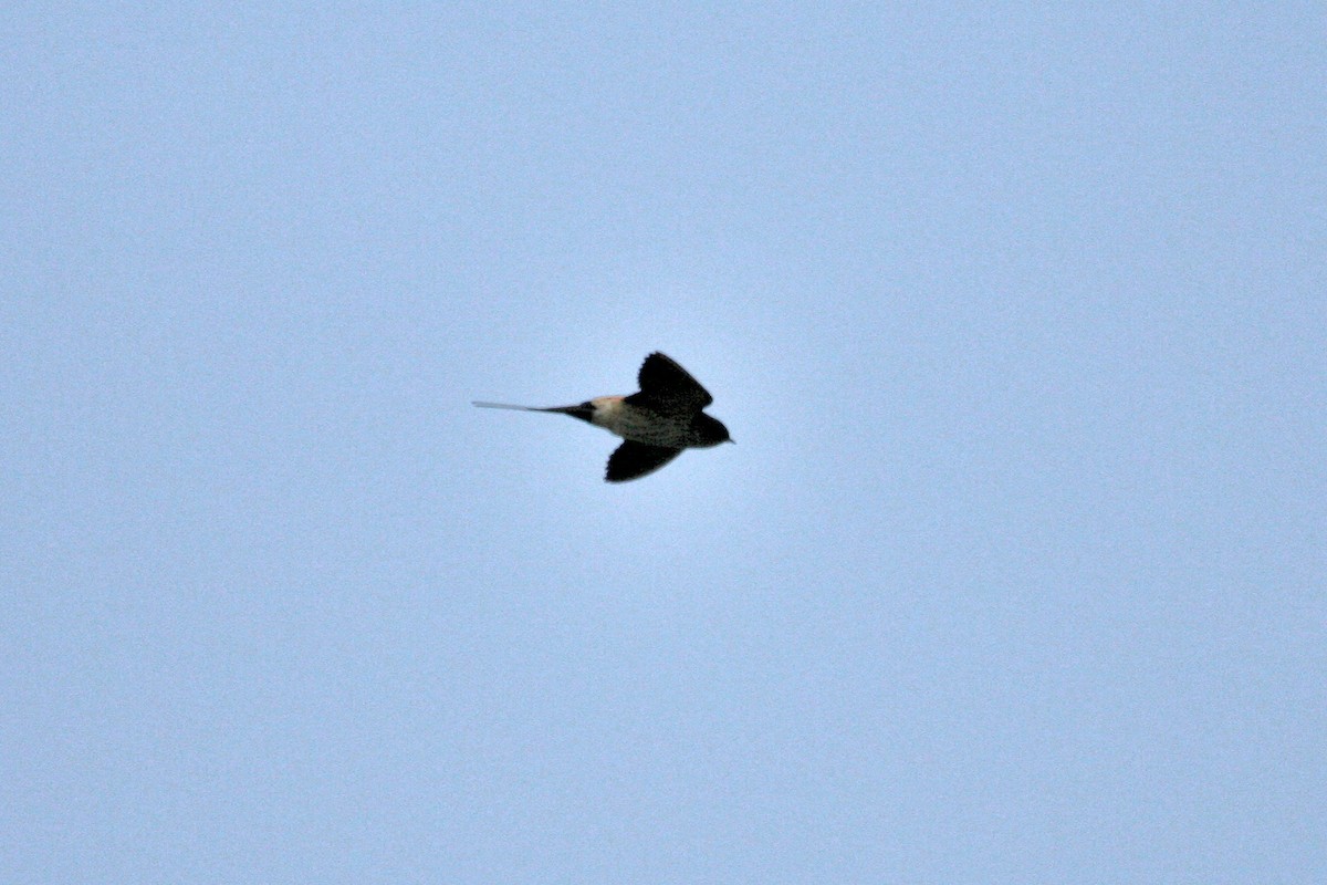 Red-rumped Swallow - ML433002661