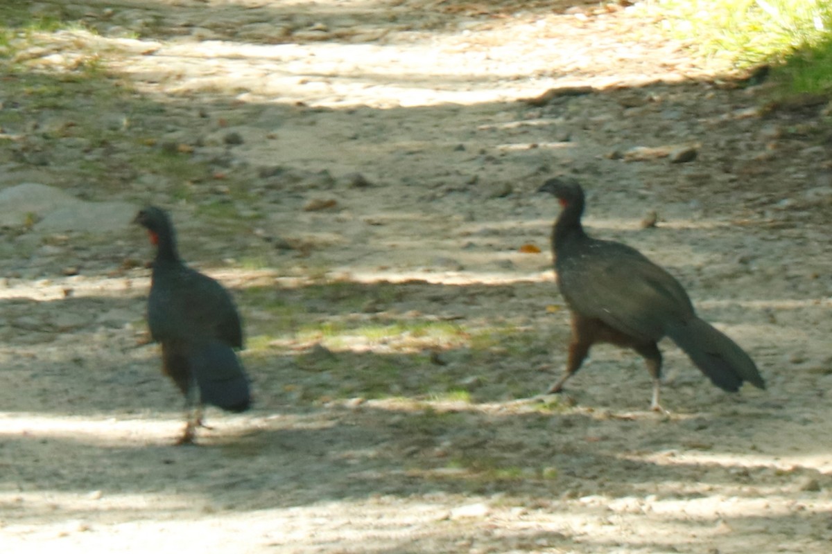 Dusky-legged Guan - ML433002721