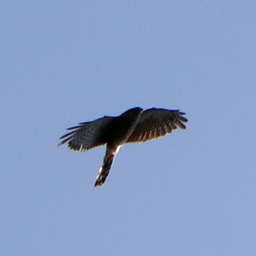 Sharp-shinned Hawk - ML433003001