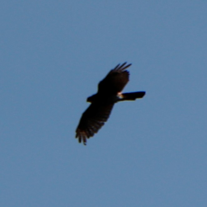 Sharp-shinned Hawk - Christine Mazaracki