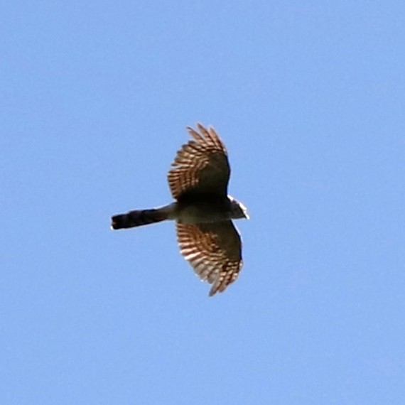 Sharp-shinned Hawk - ML433003051