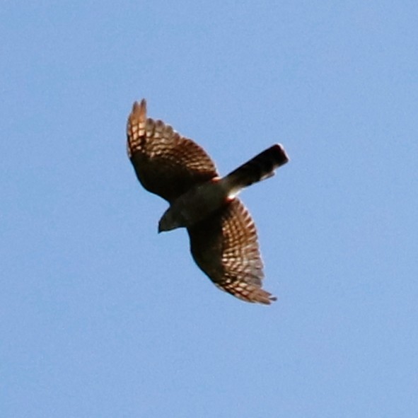 Sharp-shinned Hawk - ML433003061