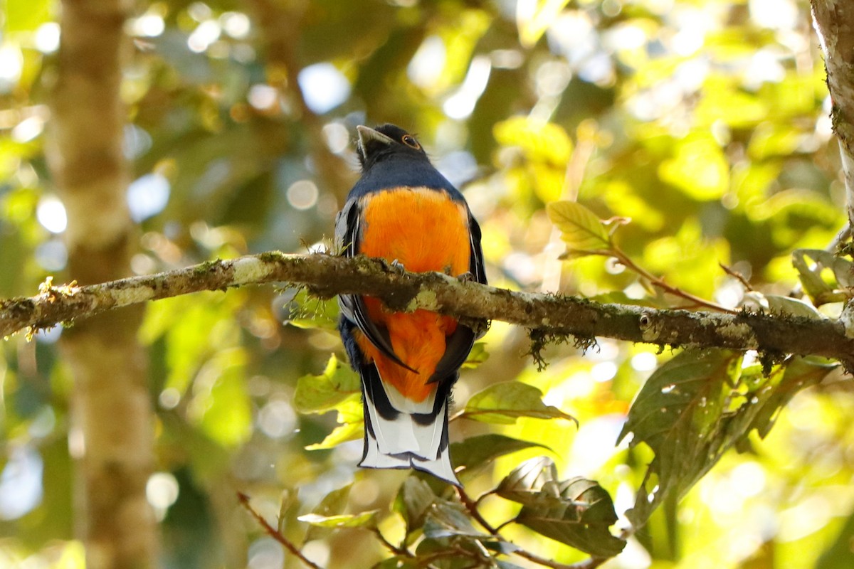 Surucua Trogon - Christine Mazaracki