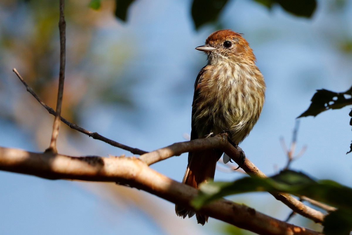 Blue-billed Black-Tyrant - Christine Mazaracki