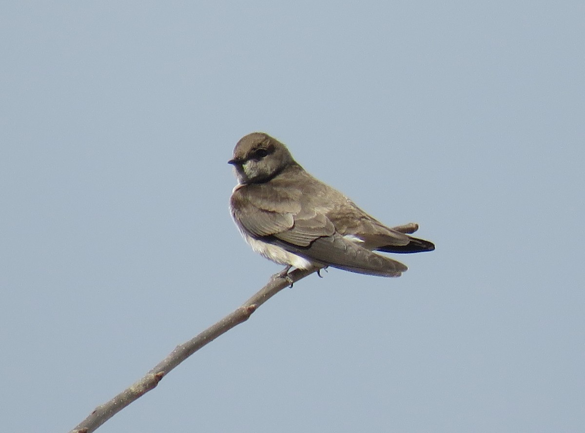 Northern Rough-winged Swallow - ML433004611