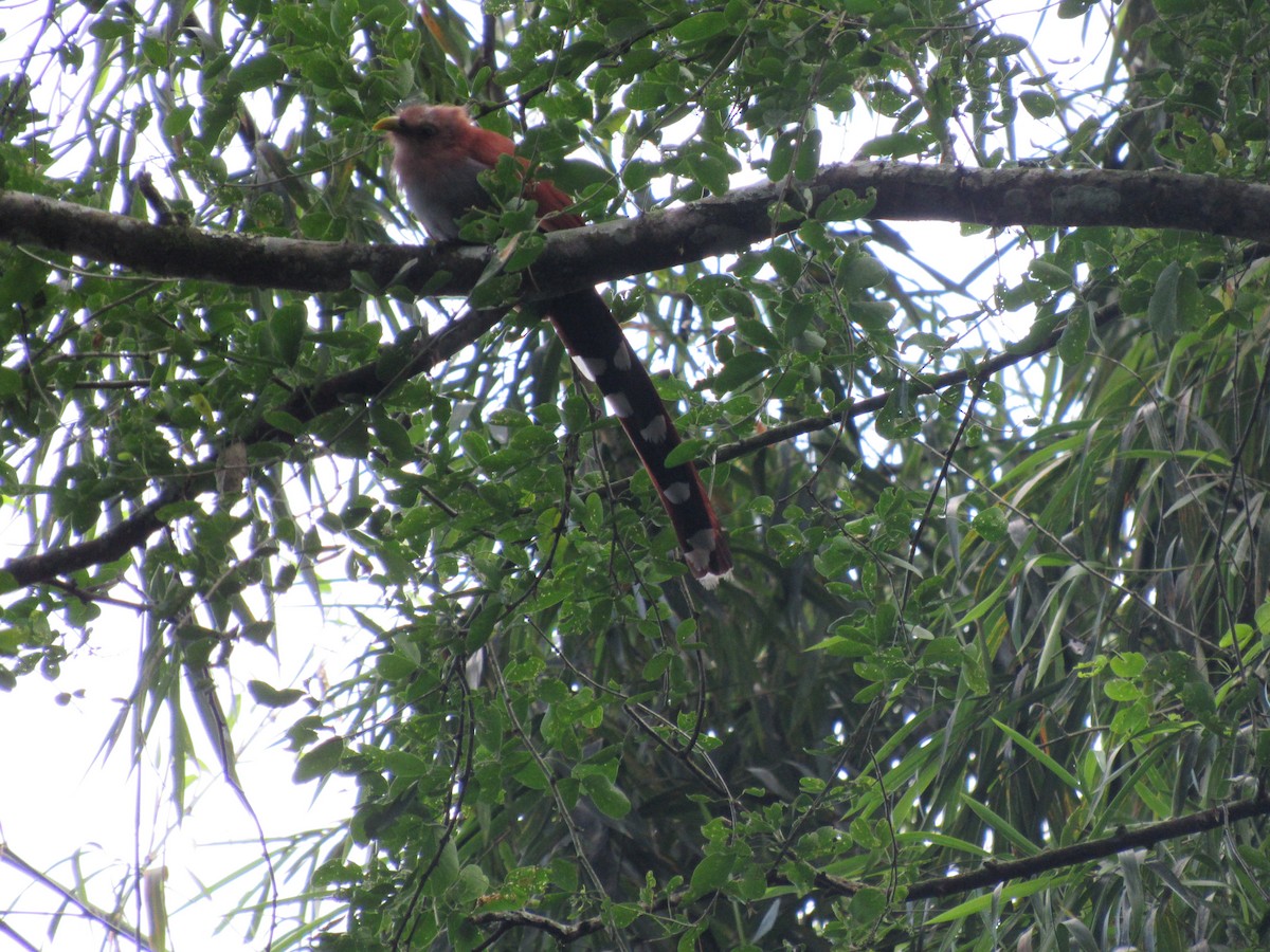 Squirrel Cuckoo - Anamaría Bastidas