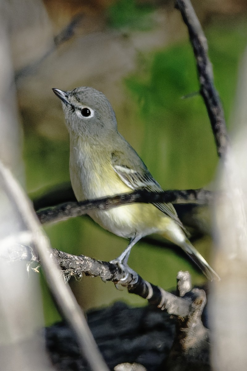 Cassin's Vireo - ML433004941