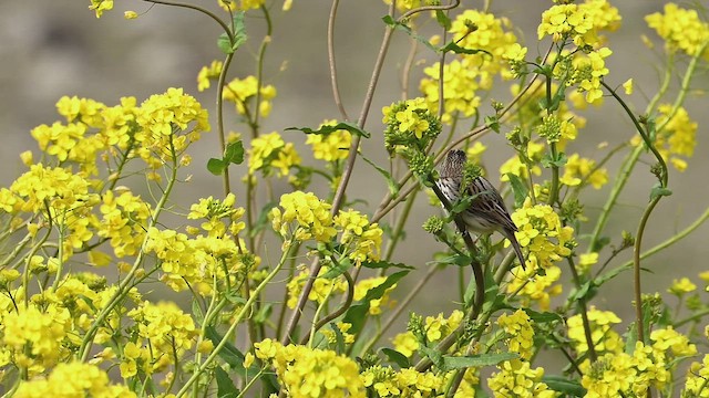 Savannah Sparrow - ML433006861