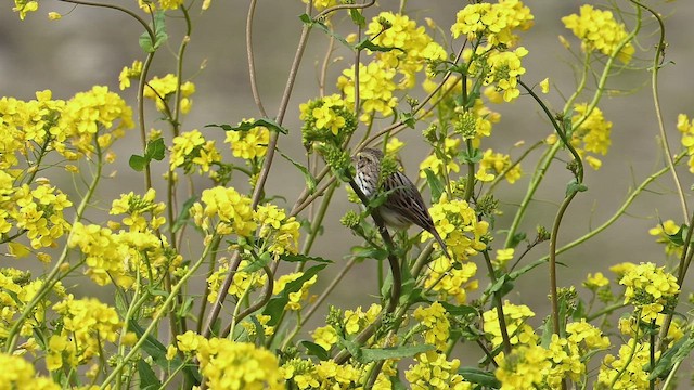 Savannah Sparrow - ML433006881