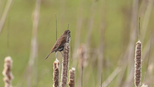 Song Sparrow - ML433007621