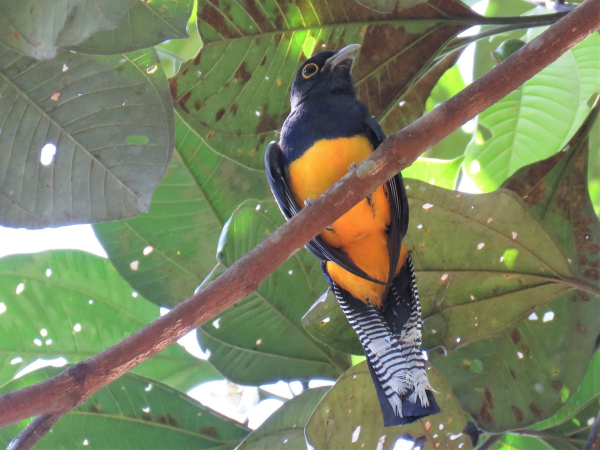 Trogon d'Amazonie - ML433008161