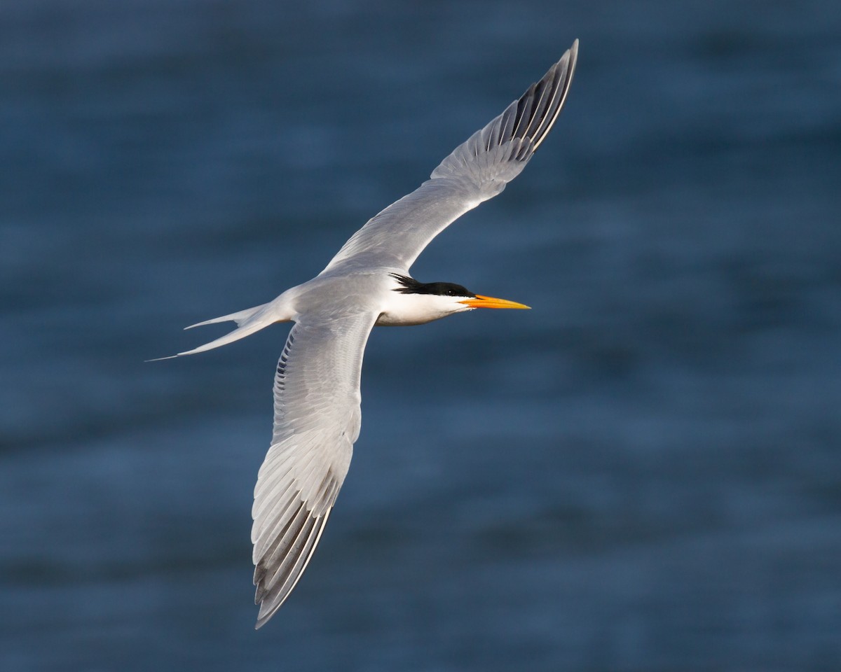 Elegant Tern - Sasha Cahill
