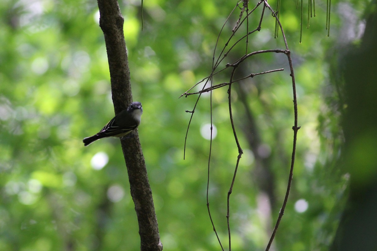 Blue-headed Vireo - ML433008381