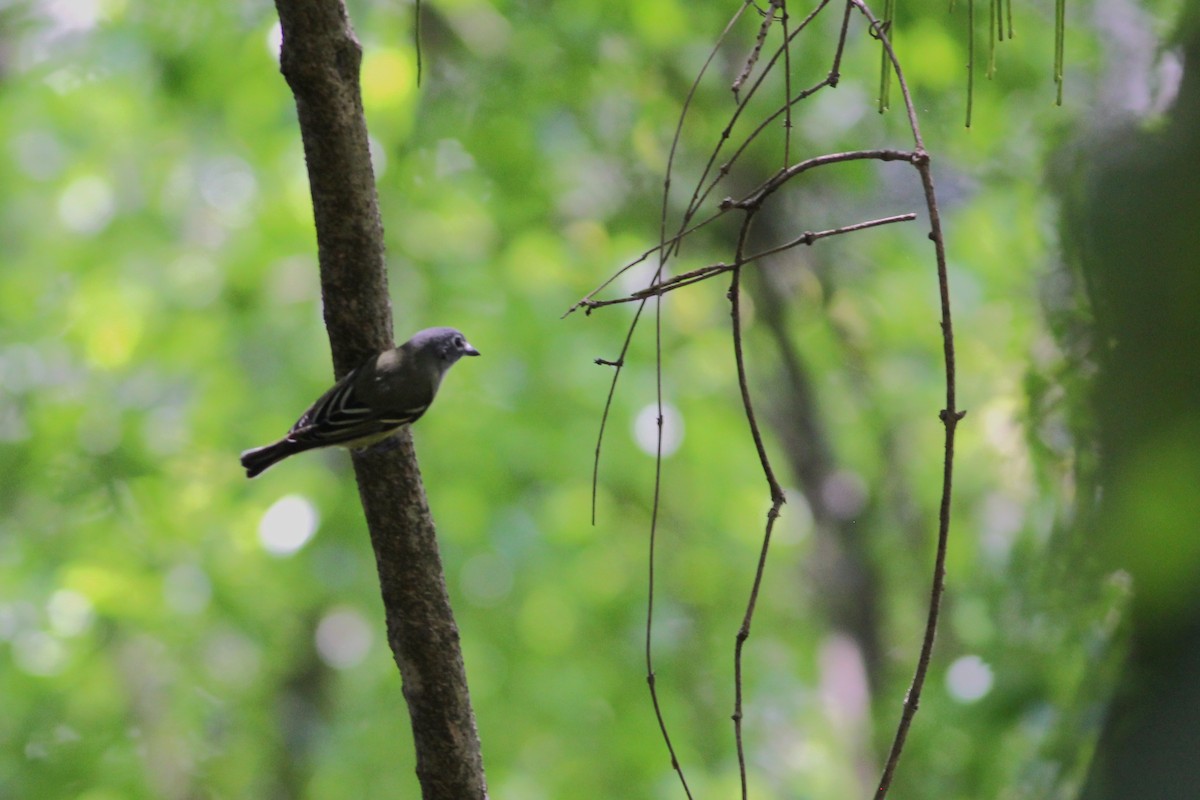 Blue-headed Vireo - ML433008411