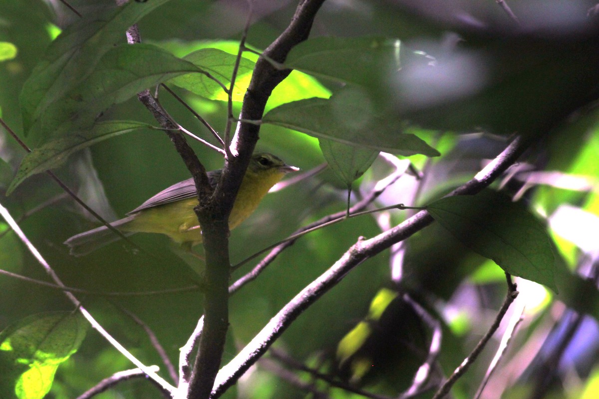 Golden-crowned Warbler - ML433008521