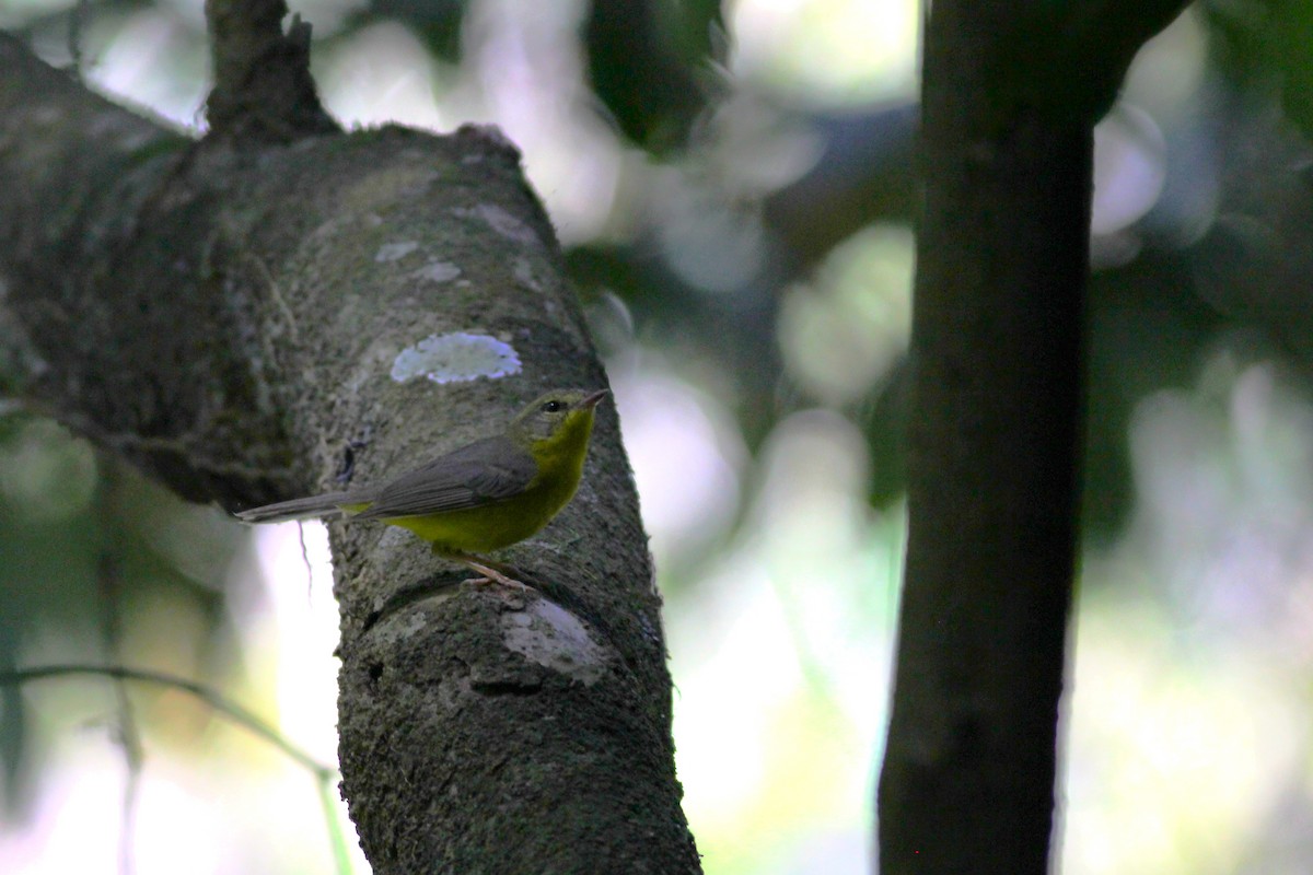 Golden-crowned Warbler - ML433008531
