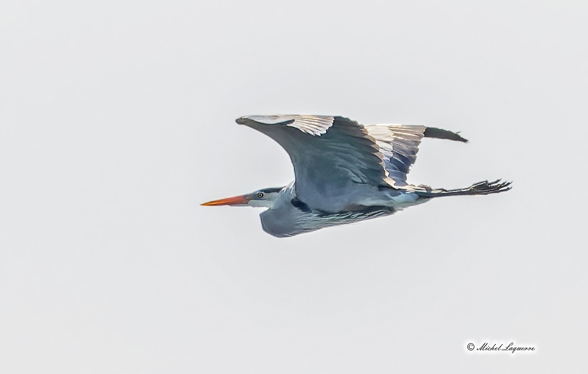 Great Blue Heron - Michel Laquerre