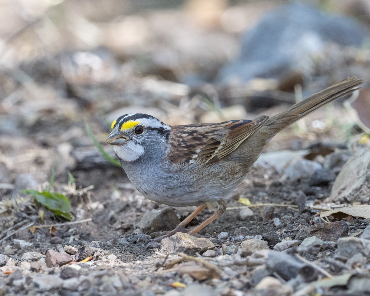 White-throated Sparrow - ML433010121